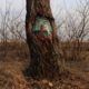 Les arbres peints de Dudnikova Eugeniya