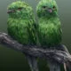 Les animaux hybrides de Josh Dykgraaf