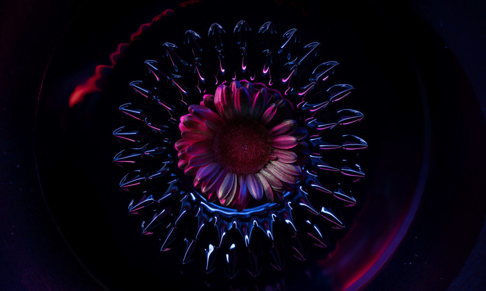Les Ferro Flowers de Desktopography