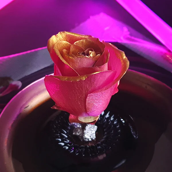 Les Ferro Flowers de Desktopography
