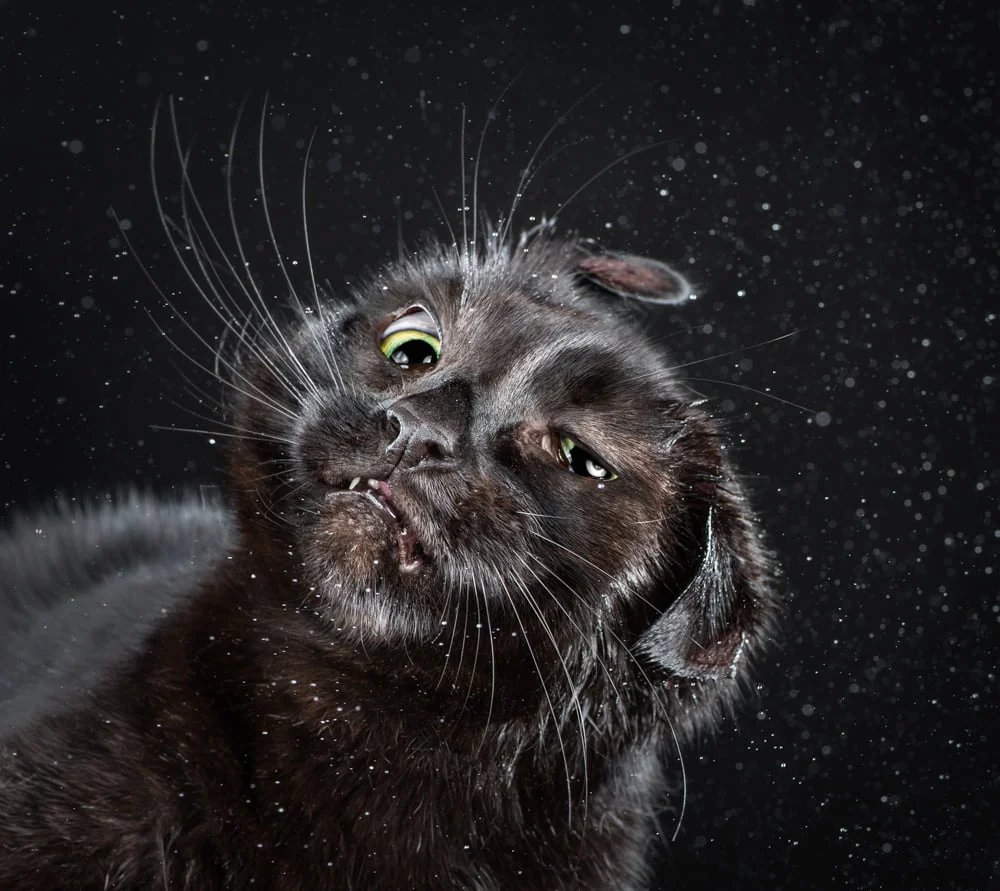 Shake par Carli Davidson