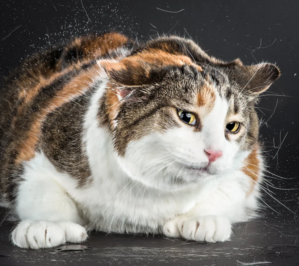 Shake par Carli Davidson