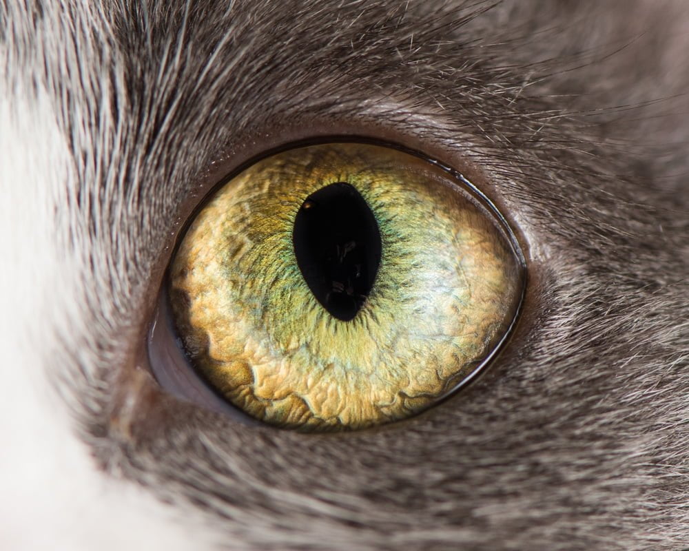Les yeux de chats en macro par The Cat Photographer