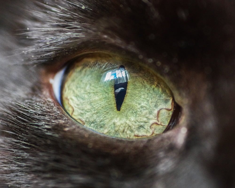 Les yeux de chats en macro par The Cat Photographer