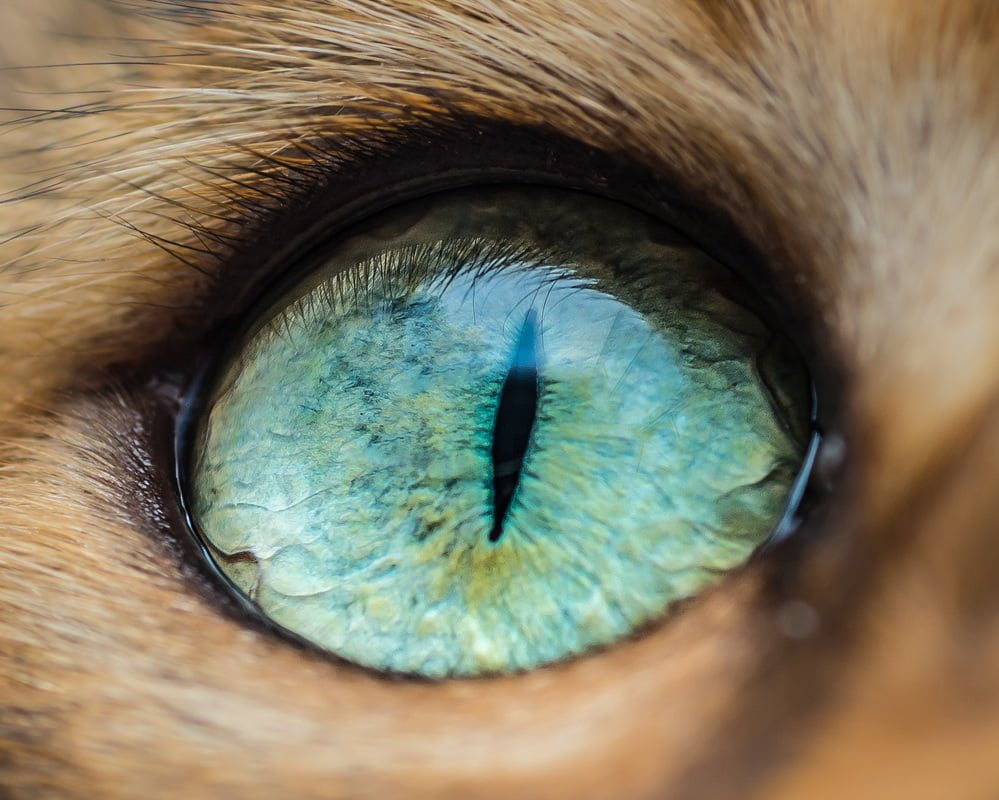 Les yeux de chats en macro par The Cat Photographer