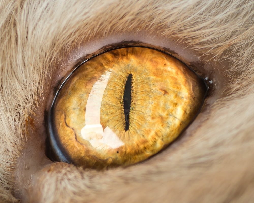 Les yeux de chats en macro par The Cat Photographer