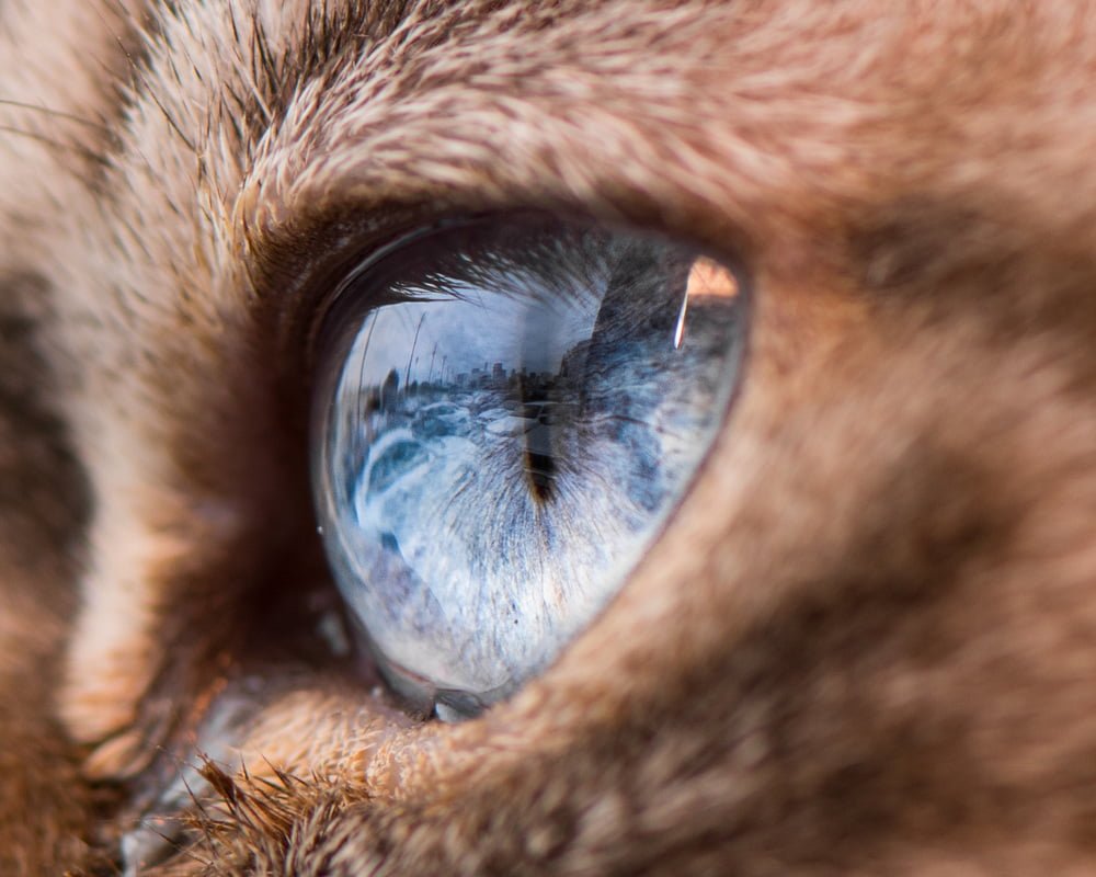Les yeux de chats en macro par The Cat Photographer