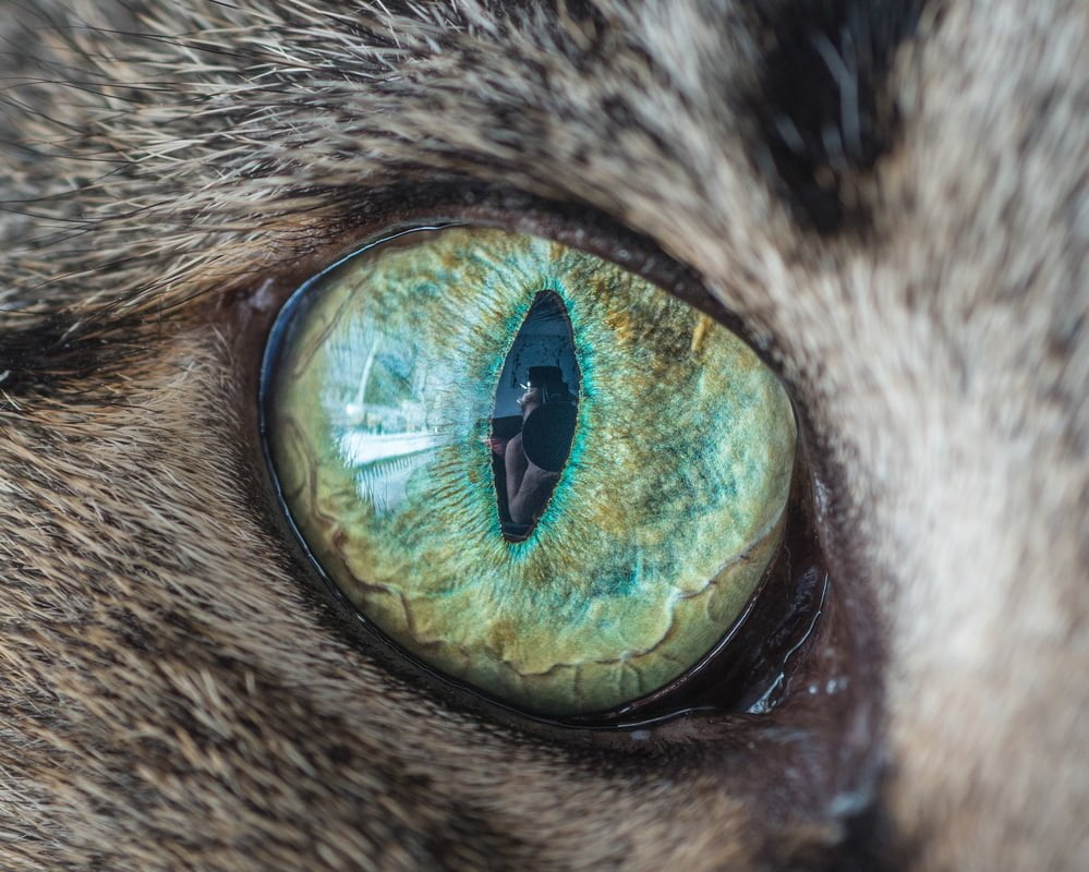 Les yeux de chats en macro par The Cat Photographer