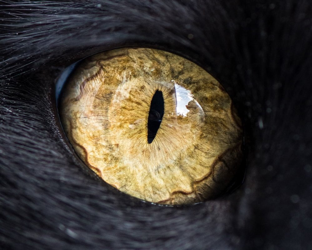Les yeux de chats en macro par The Cat Photographer