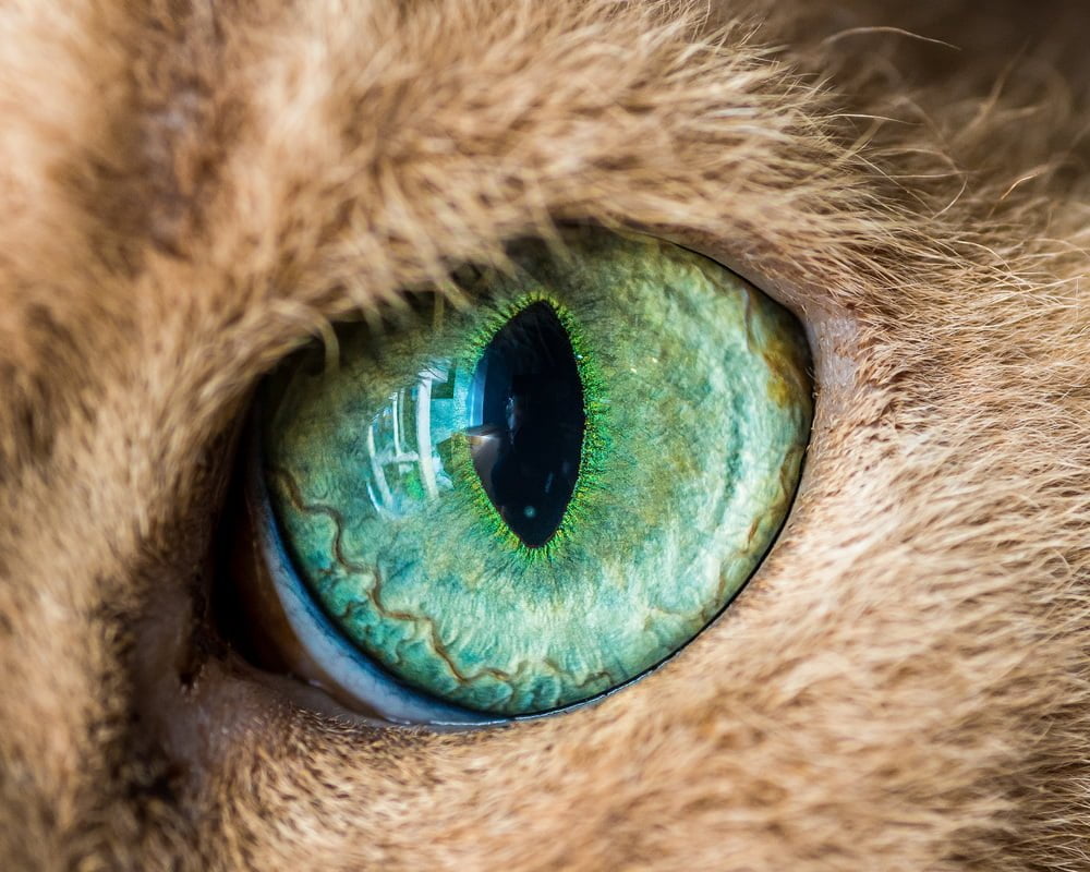 Les yeux de chats en macro par The Cat Photographer