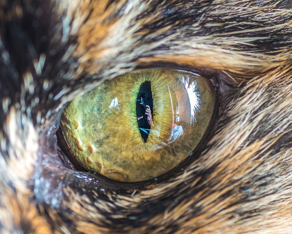Les yeux de chats en macro par The Cat Photographer