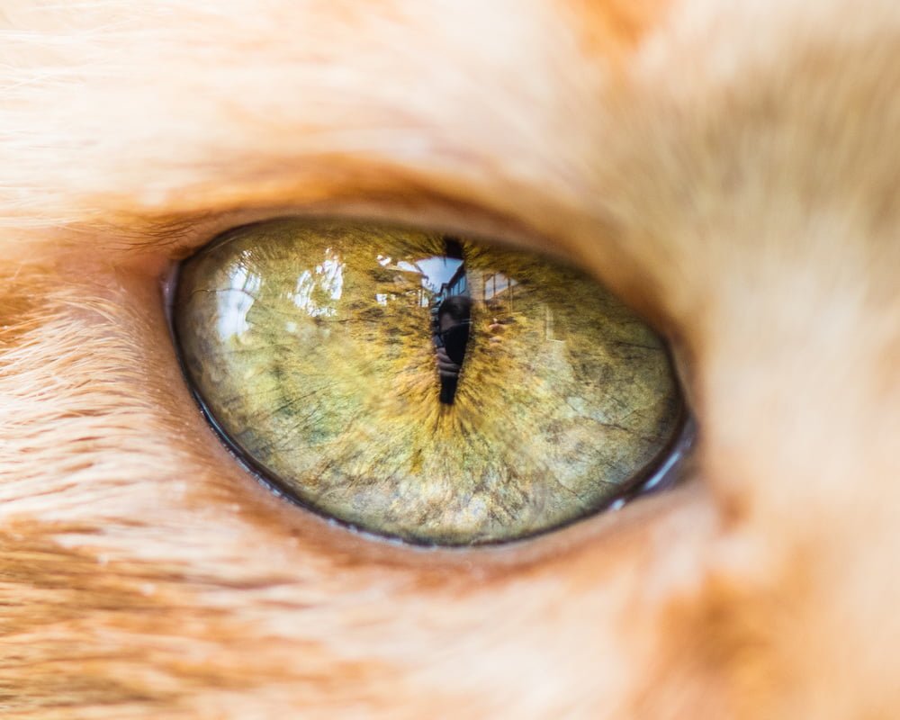 Les yeux de chats en macro par The Cat Photographer
