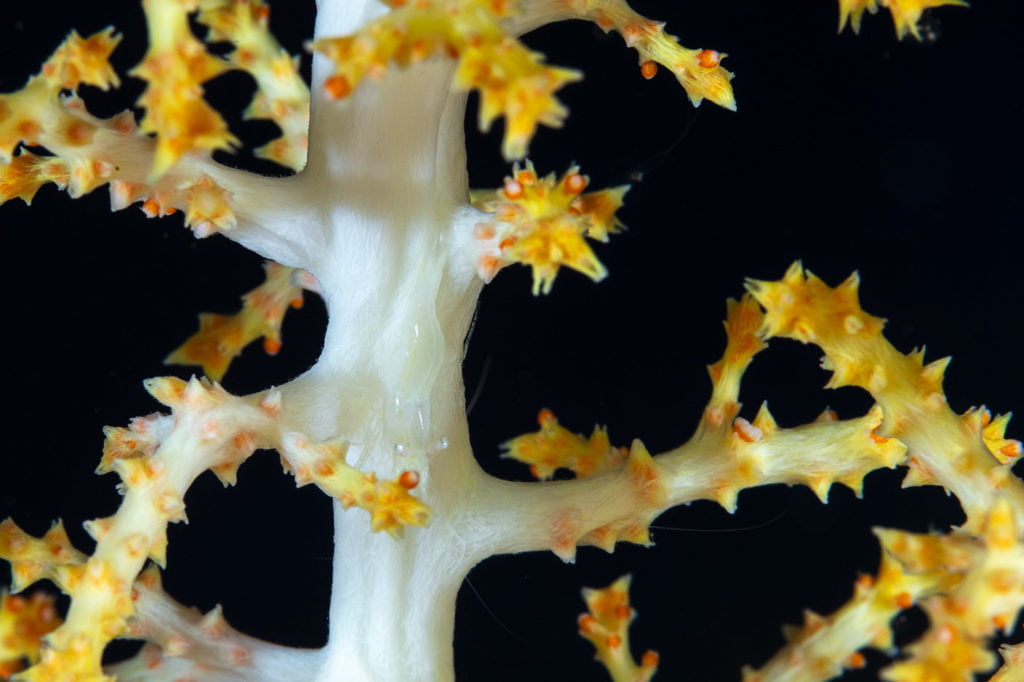 La photographie sous-marine par Gaby Barathieu
