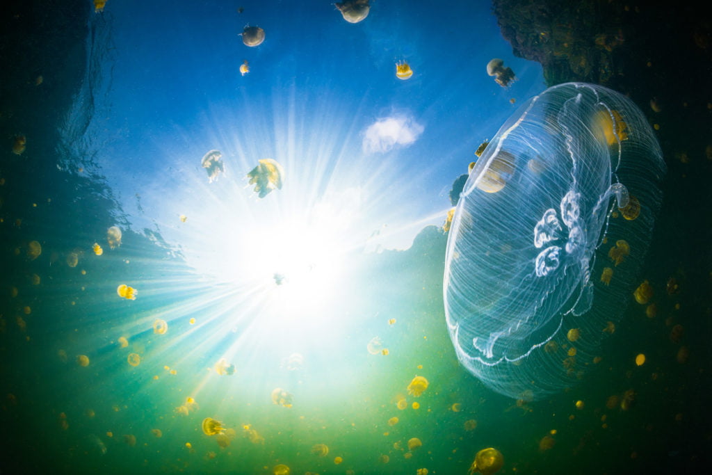 La photographie sous-marine par Gaby Barathieu