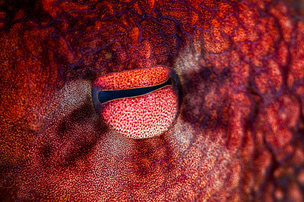 La photographie sous-marine par Gaby Barathieu