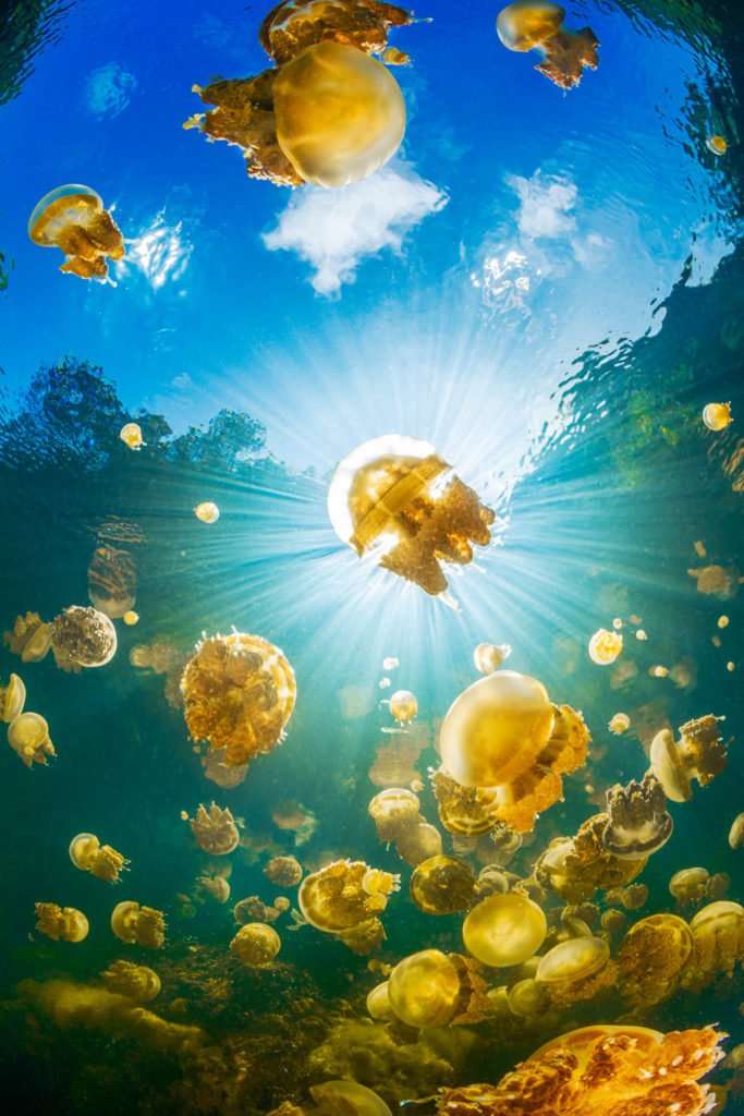 La photographie sous-marine par Gaby Barathieu