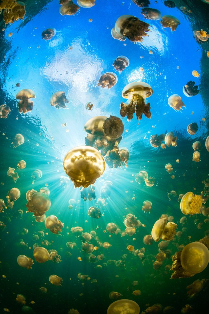 La photographie sous-marine par Gaby Barathieu