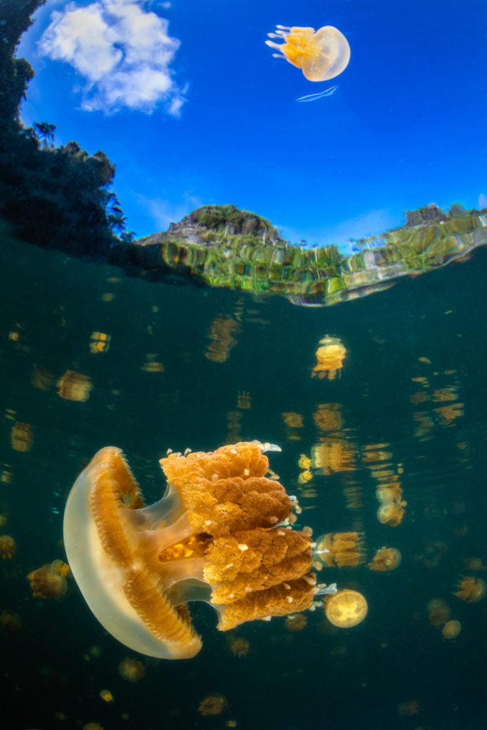 La photographie sous-marine par Gaby Barathieu