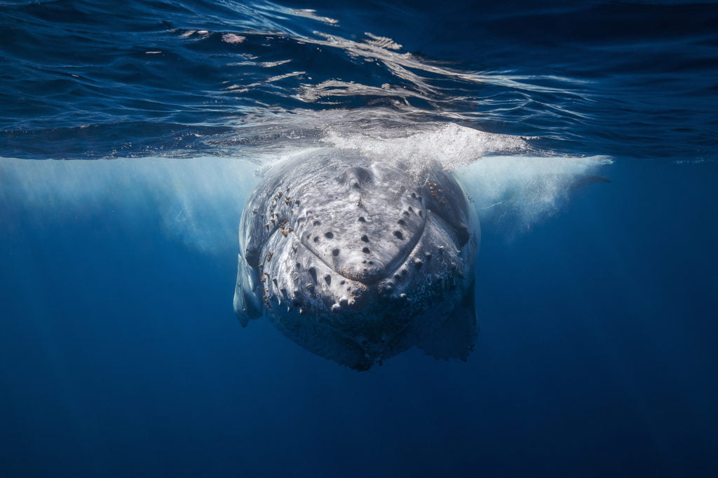 La photographie sous-marine par Gaby Barathieu