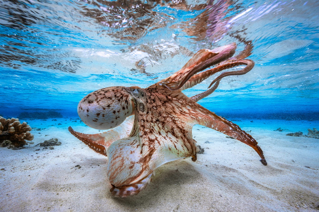 La photographie sous-marine par Gaby Barathieu