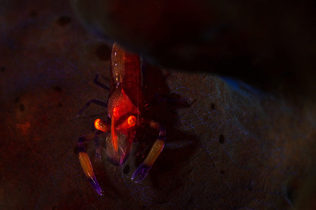 La photographie sous-marine par Gaby Barathieu