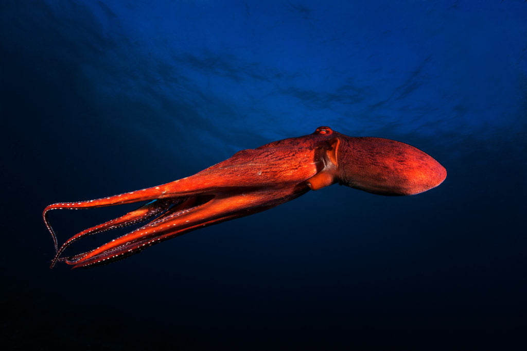 La photographie sous-marine par Gaby Barathieu