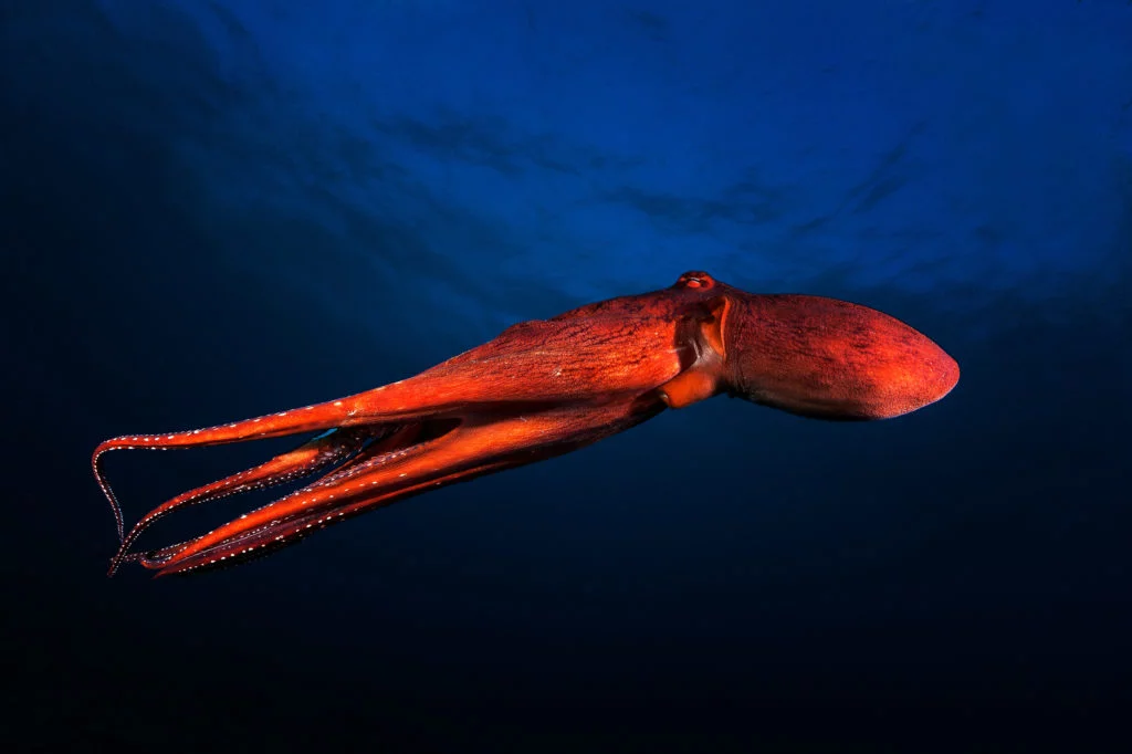 La photographie sous-marine par Gaby Barathieu