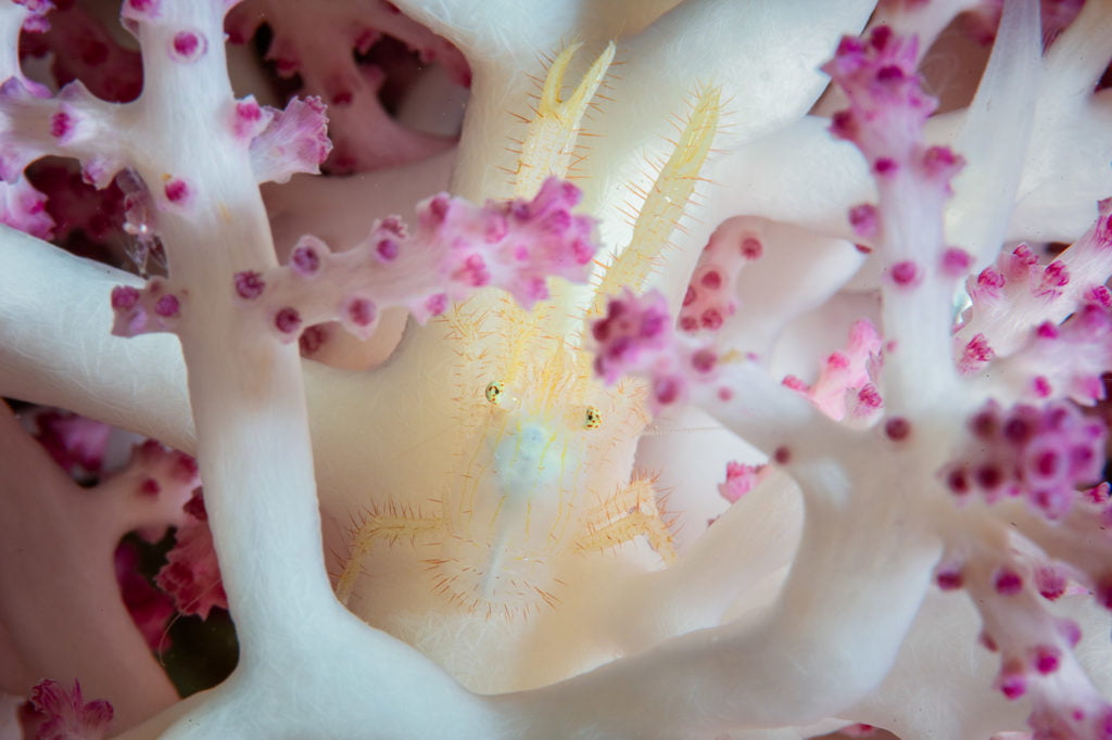 La photographie sous-marine par Gaby Barathieu