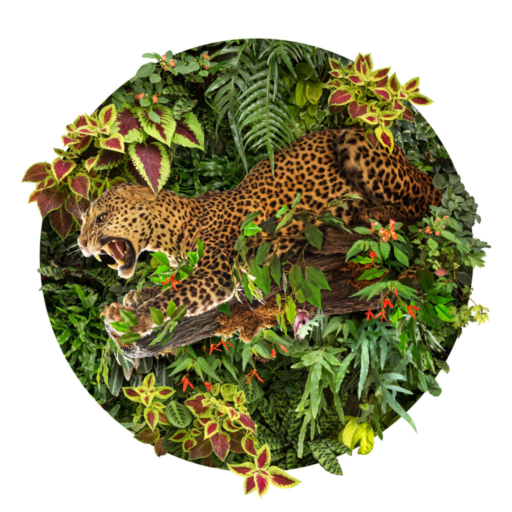 "Dans la mythologie maya, le jaguar était considéré comme le souverain des Enfers, et en tant que tel, un symbole du soleil nocturne et des ténèbres. Le jaguar est représentatif du pouvoir, de la férocité et de la bravoure; le pouvoir de faire face à ses peurs, ou d'affronter ses ennemis. Ils sont également associés à la vision, ce qui signifie à la fois leur capacité à voir pendant la nuit et à regarder dans les parties sombres du cœur humain. " Nick Pedersen