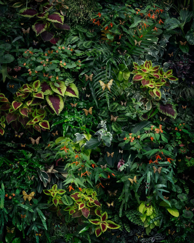 «Undergrowth», une nouvelle image à grande échelle présentant une vision hautement stylisée et modelée de la jungle, reconstituée à l'aide de photographies de plantes tropicales et de diverses espèces de papillons et de mites. Je voulais créer une image belle et captivante qui intègre mes concepts de conservation en représentant une variété d'insectes pollinisateurs uniques. Avec cette pièce, mon plan était de construire une image composite photographique qui incorpore une composition très centrée sur le design, presque comme du papier peint vivant. Nick Pedersen