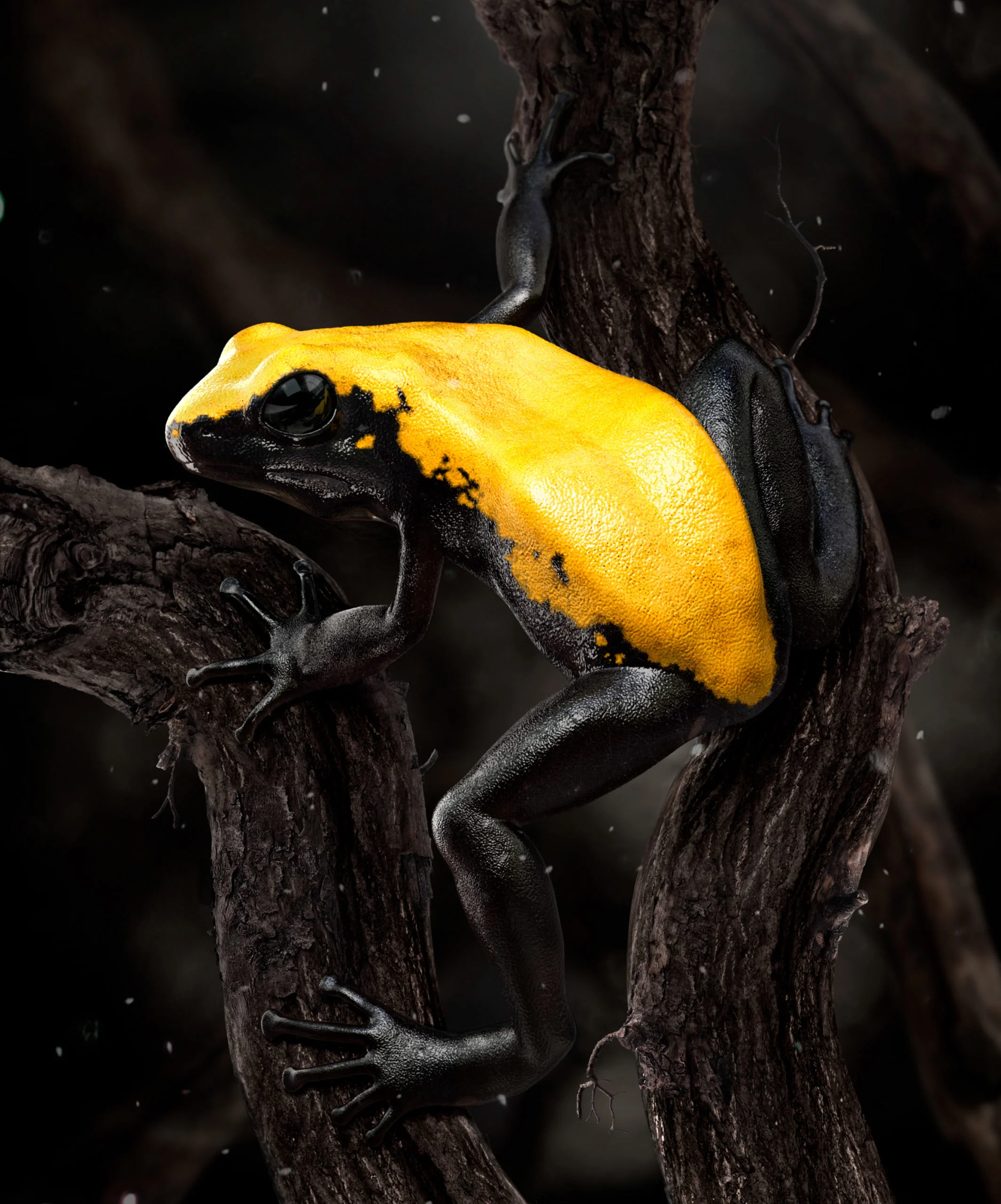 grenouille jaune et noir
