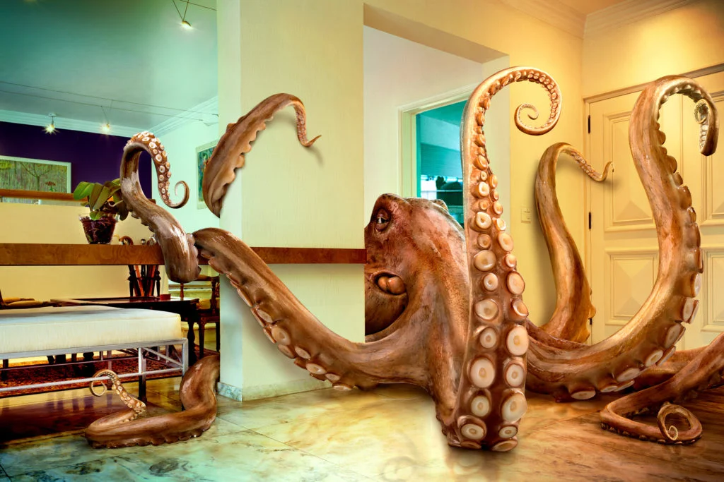 Agence platinum octopus
