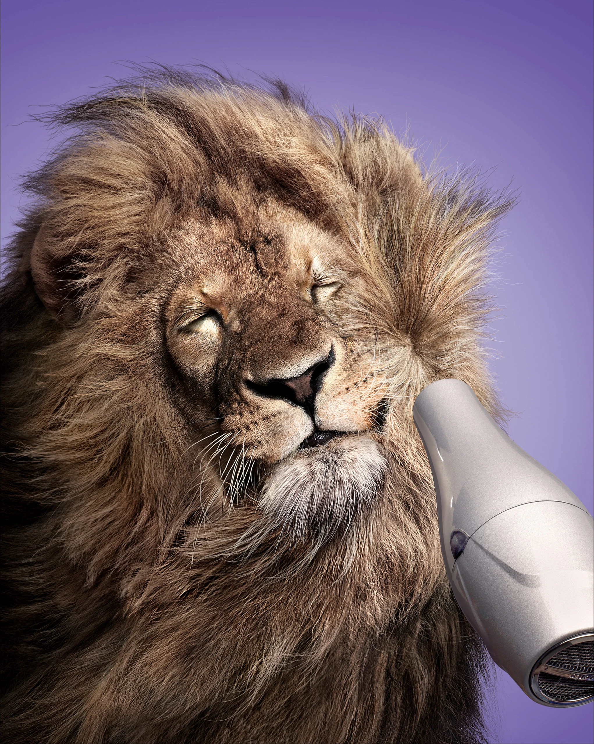 Lion séche sa crinière au sèche cheveux