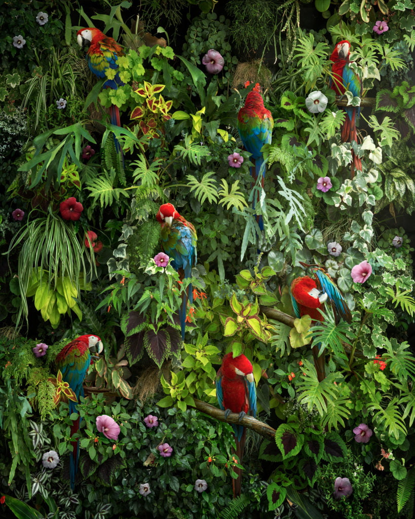 "Canopy", une nouvelle image à grande échelle créée comme un diptyque, présentant une vision hautement stylisée et modelée de la canopée de la jungle, avec des plantes tropicales, des fleurs d'hibiscus et des aras rouges. Avec cette pièce, mon plan était de construire une image composite photographique qui incorpore une composition très centrée sur le design, presque comme du papier peint vivant. Je voulais créer une image magnifique et captivante qui attirerait également l'attention sur ces habitats naturels en voie de disparition rapide. Nick Pedersen