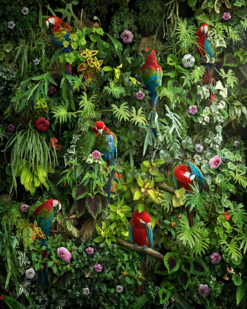 "Canopy", une nouvelle image à grande échelle créée comme un diptyque, présentant une vision hautement stylisée et modelée de la canopée de la jungle, avec des plantes tropicales, des fleurs d'hibiscus et des aras rouges. Avec cette pièce, mon plan était de construire une image composite photographique qui incorpore une composition très centrée sur le design, presque comme du papier peint vivant. Je voulais créer une image magnifique et captivante qui attirerait également l'attention sur ces habitats naturels en voie de disparition rapide. Nick Pedersen