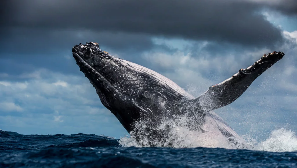Les photographies animalières primées par Wim van den Heever