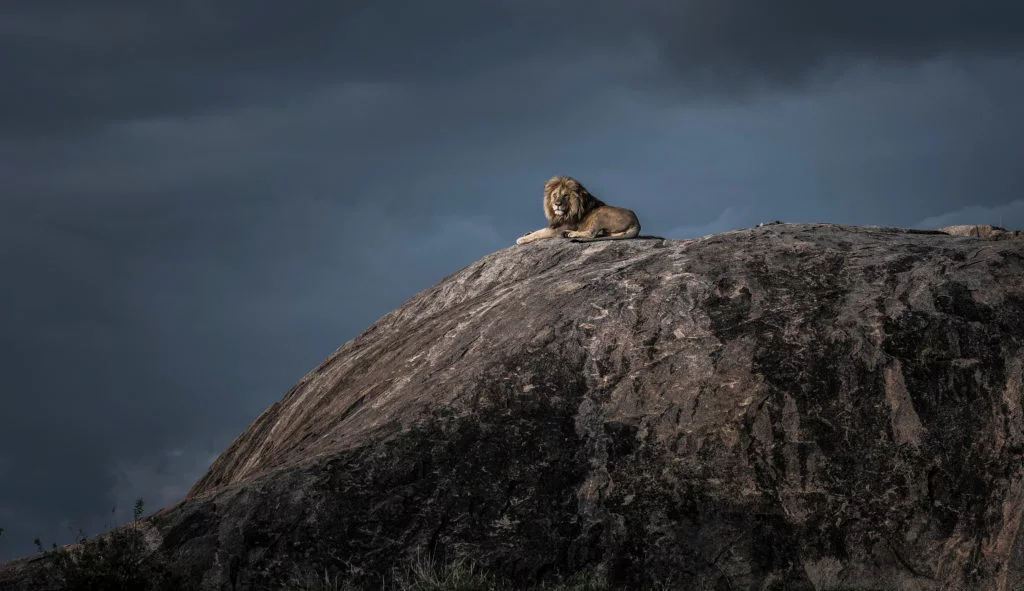 Les photographies animalières primées par Wim van den Heever