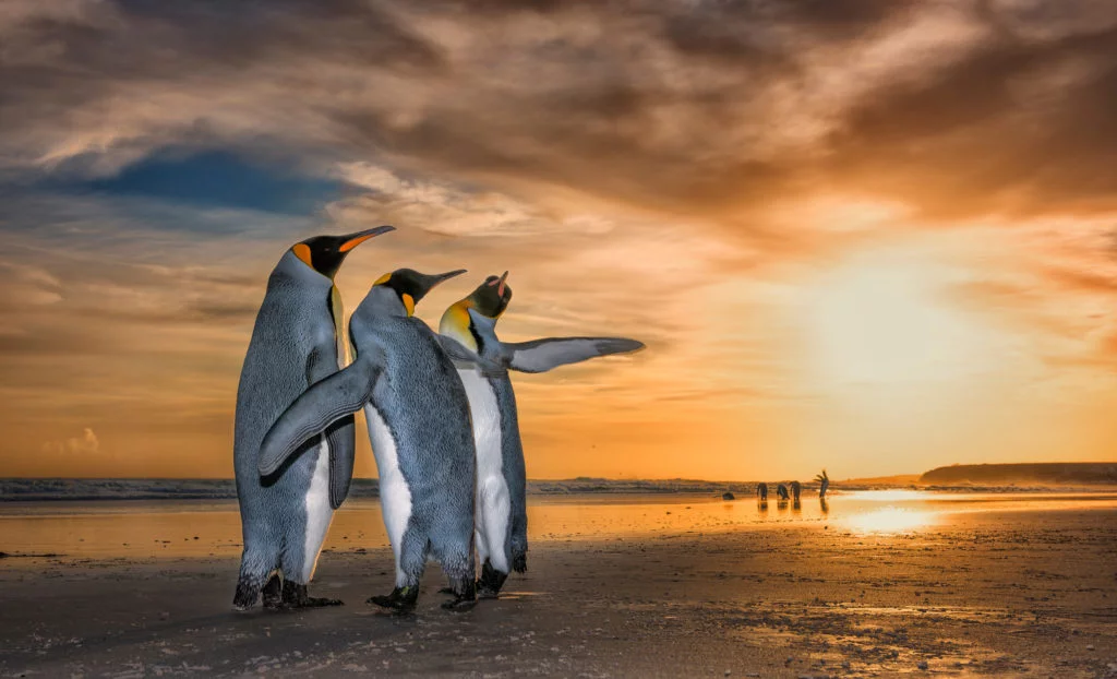 Les photographies animalières primées par Wim van den Heever
