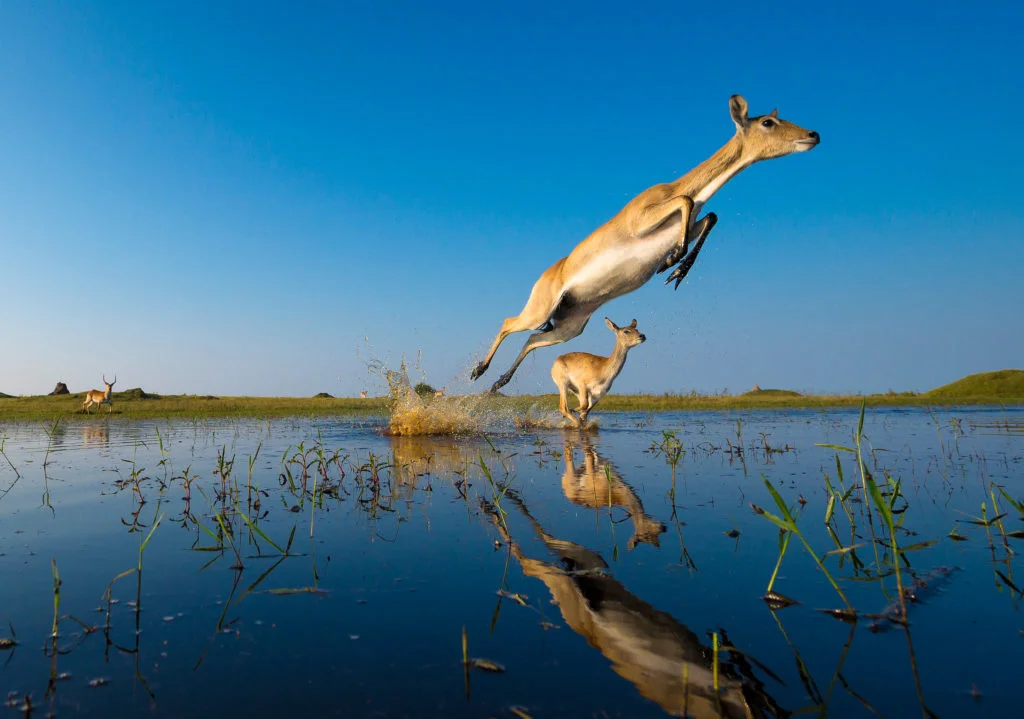 Les photographies animalières primées par Wim van den Heever