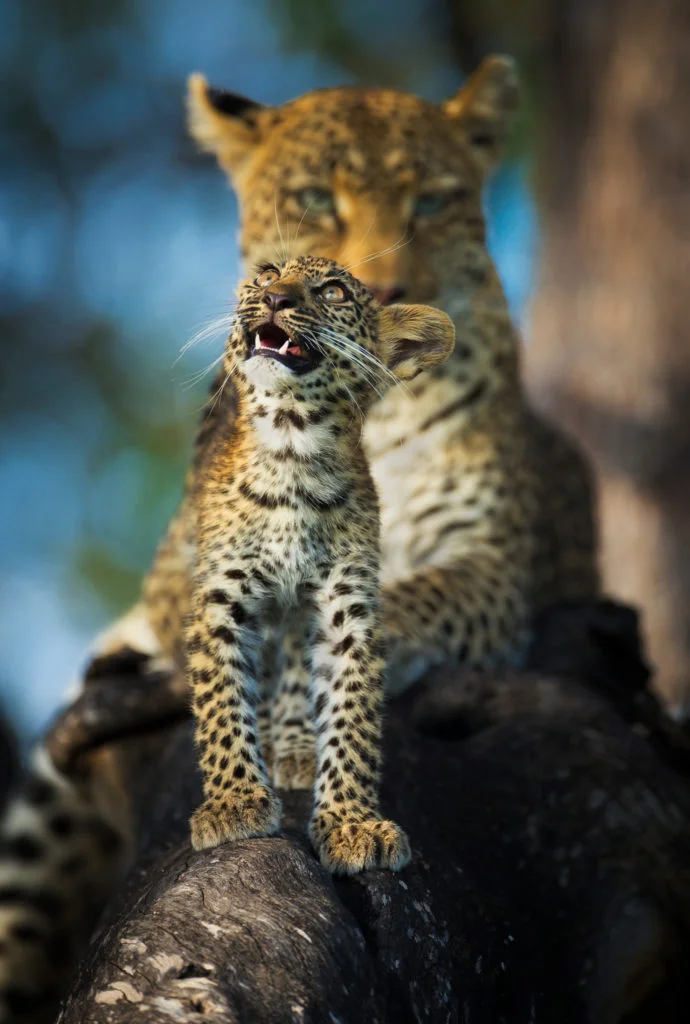 Les photographies animalières primées par Wim van den Heever