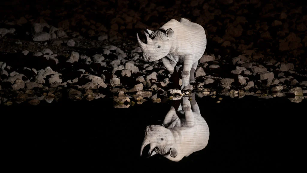 Les photographies animalières primées par Wim van den Heever