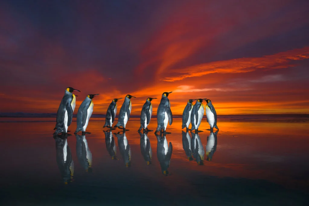 Les photographies animalières primées par Wim van den Heever