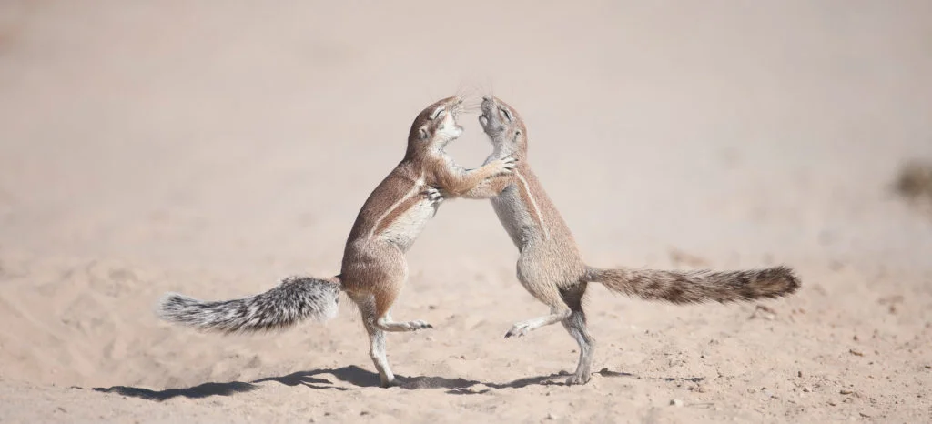 Les photographies animalières primées par Wim van den Heever