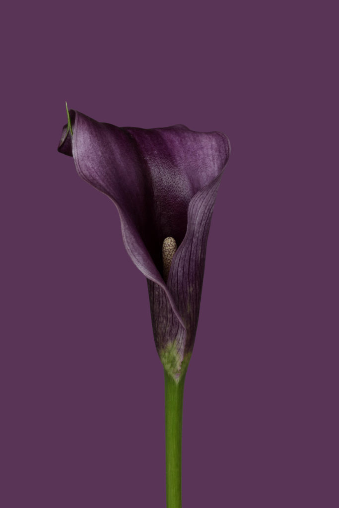 Les fleurs par Bettina Güber