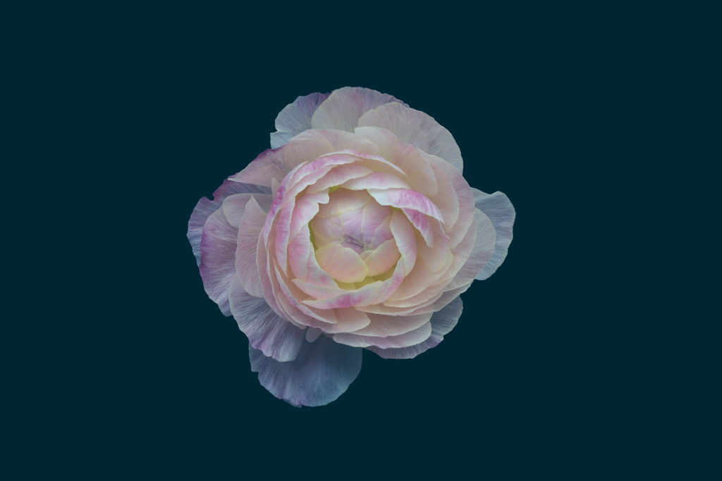 Les fleurs par Bettina Güber