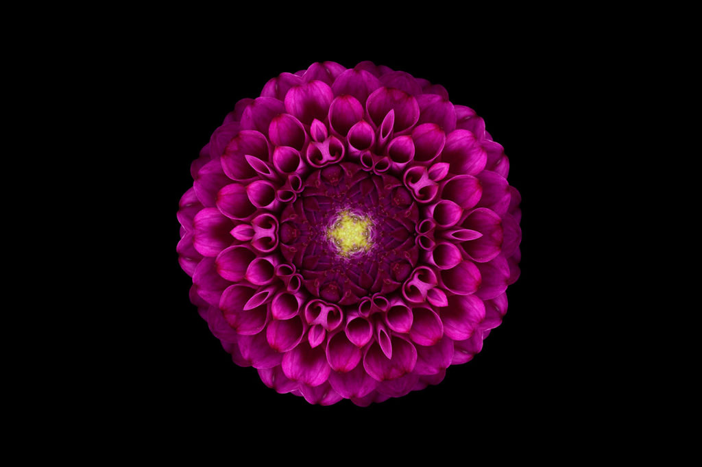 Les fleurs par Bettina Güber