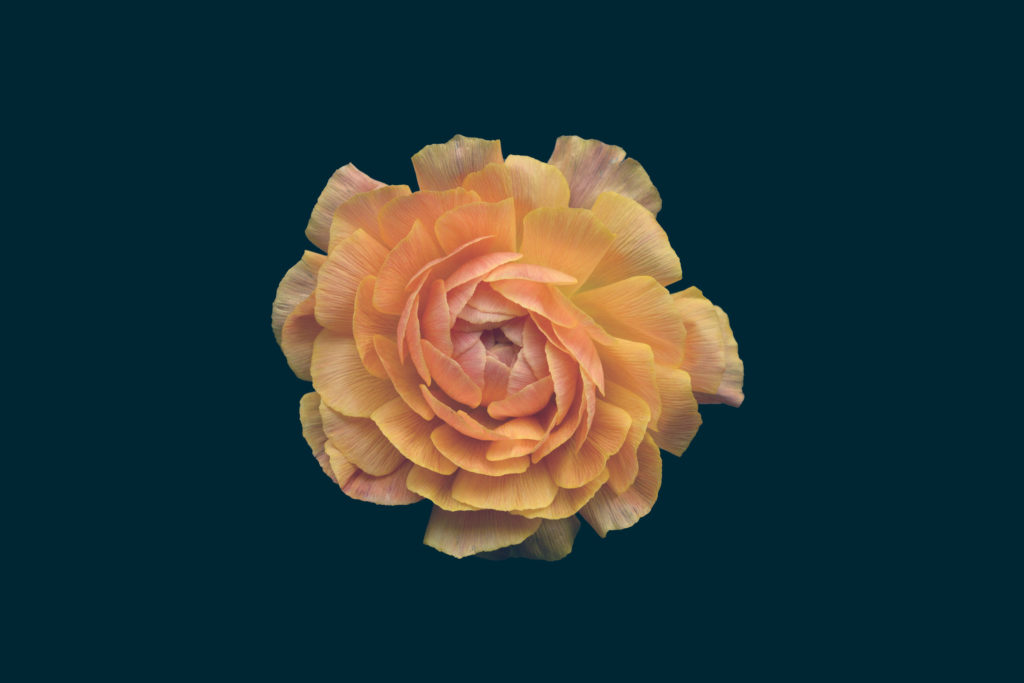 Les fleurs par Bettina Güber