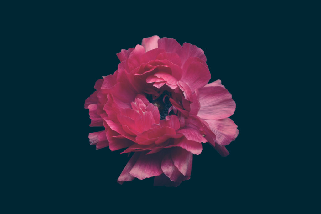 Les fleurs par Bettina Güber