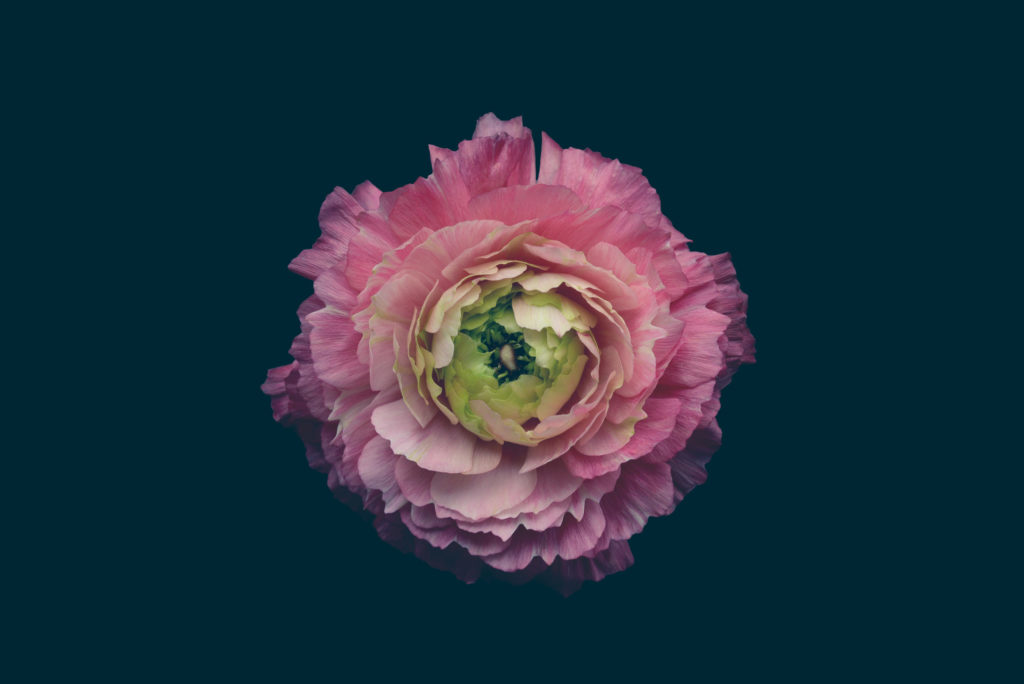 Les fleurs par Bettina Güber