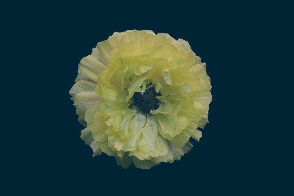 Les fleurs par Bettina Güber